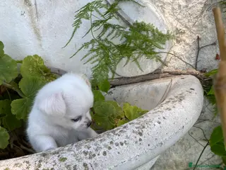 Chihuahua cani Cuccioli Chihuahua con pedigree - Annuncio 5