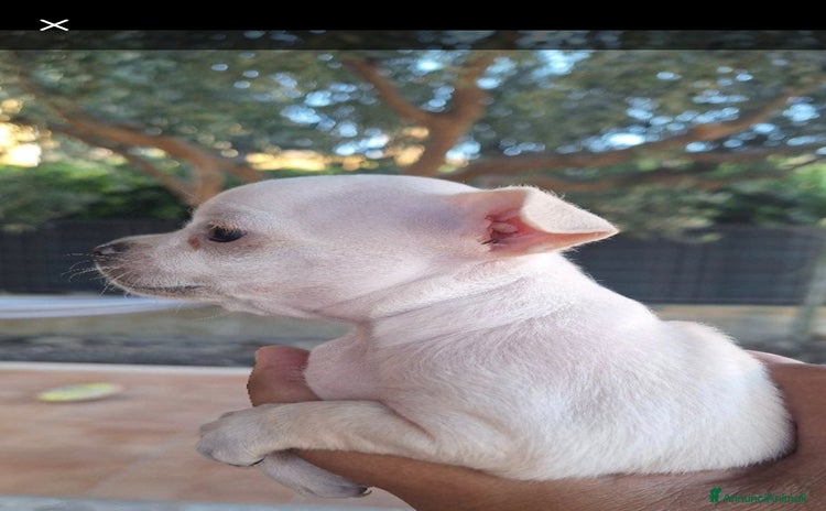 Chihuahua cani a Libero consorzio comunale di Agrigento - Annuncio 1