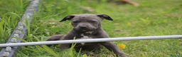 Pitbull cani in vendita: Cuccioli Pit Bull pronta consegna anche a rate - Annuncio 30