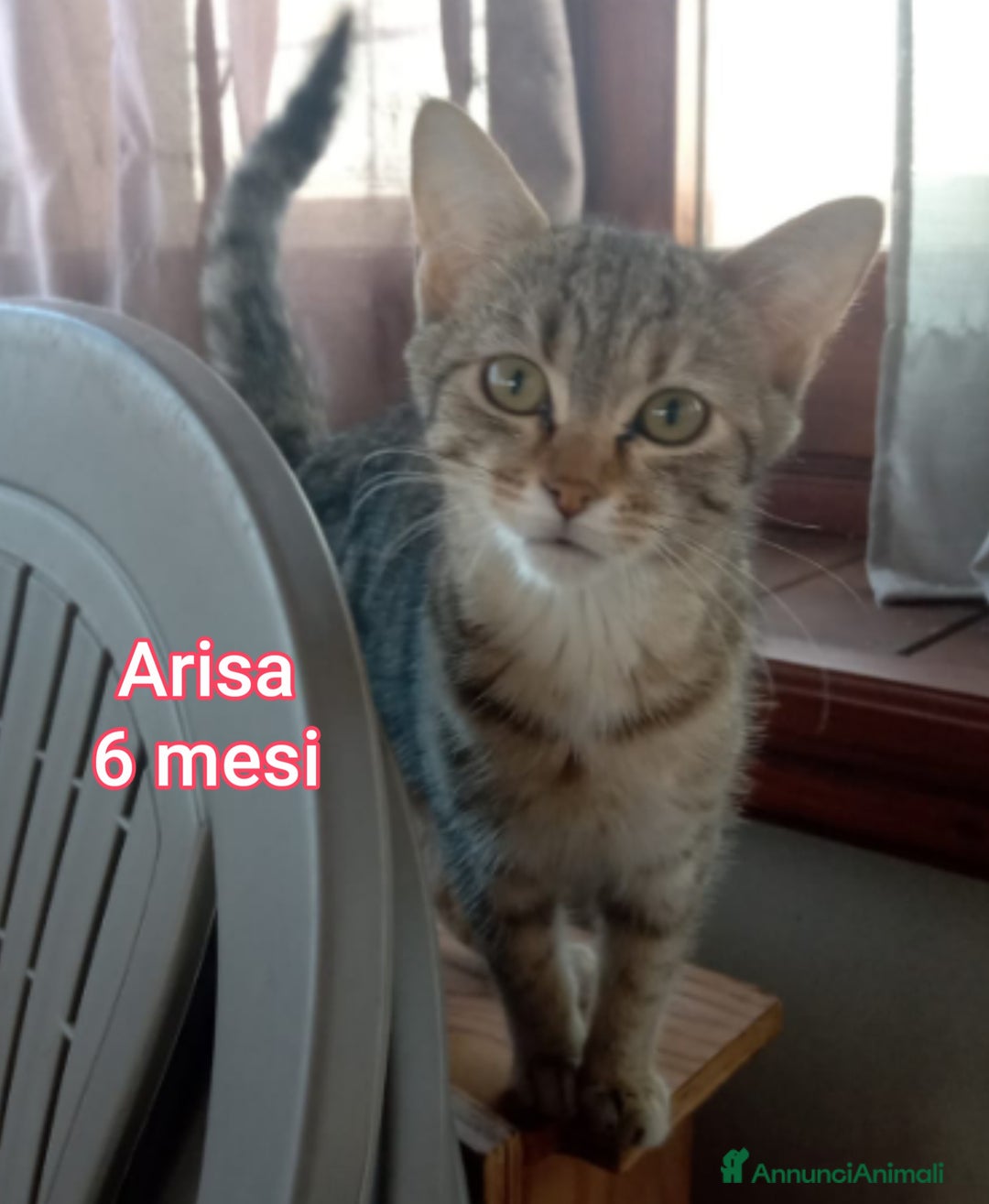 Europeo gatti in regalo: MICINI: SIAMO AL COLLASSO! - Annuncio 2