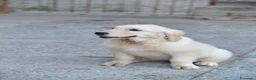 Golden Retriever cani in vendita: Cuccioli Golden Retriever a Provincia di Parma - Annuncio 5