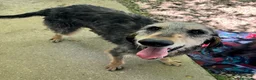 Segugio cani in regalo: Porthos 5 anni Taglia media  - Annuncio 4
