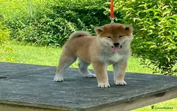 Shiba Inu cani in vendita: Shiba inu cuccioli  a Province of Pavia - Immagine 3