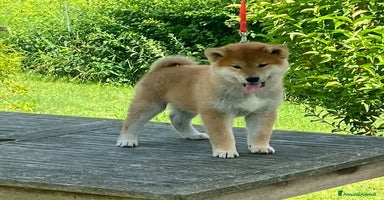 Shiba Inu cani a Province of Pavia - Annuncio 9