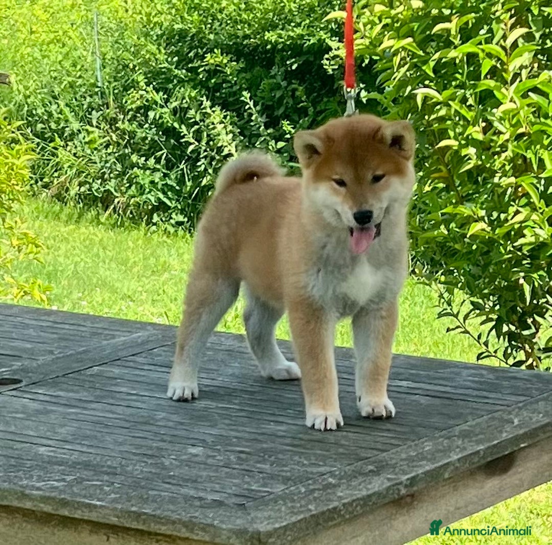 Shiba Inu cani in vendita: Shiba inu cuccioli  a Province of Pavia - Immagine 3