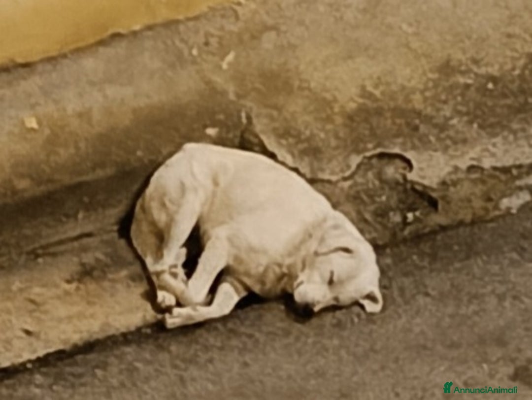 Pastore Maremmano cani in regalo: Maremmano anziano NN LO VOGLIONO+IN STRADA!CALABRI - Annuncio 3