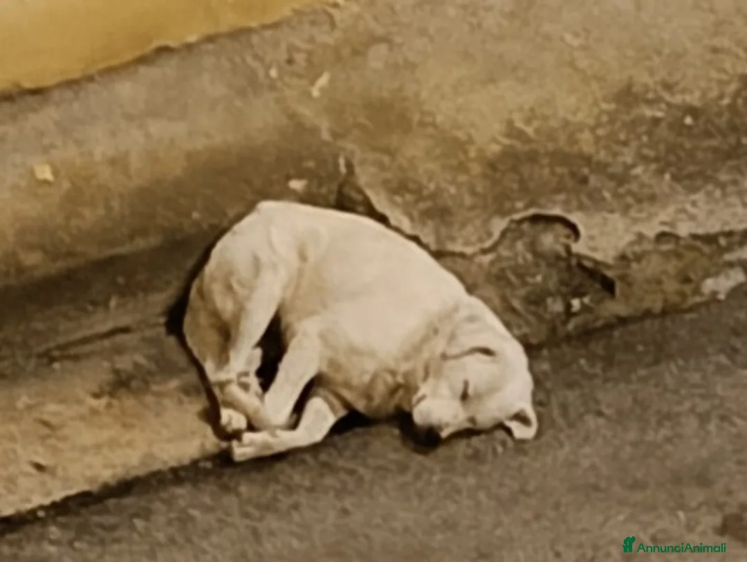 Pastore Maremmano cani in regalo: Maremmano anziano NN LO VOGLIONO+IN STRADA!CALABRI - Annuncio 3