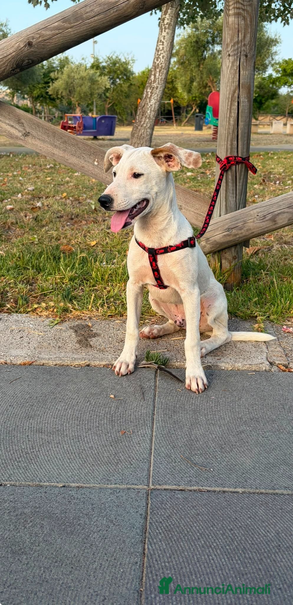 Meticcio cani Max 4mesi e 1/2 tg media salvato 2mesi fa.SICILIA - Annuncio 34