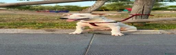 Meticcio cani in regalo: Max 4mesi e 1/2 tg media salvato 2mesi fa.SICILIA - Annuncio 1