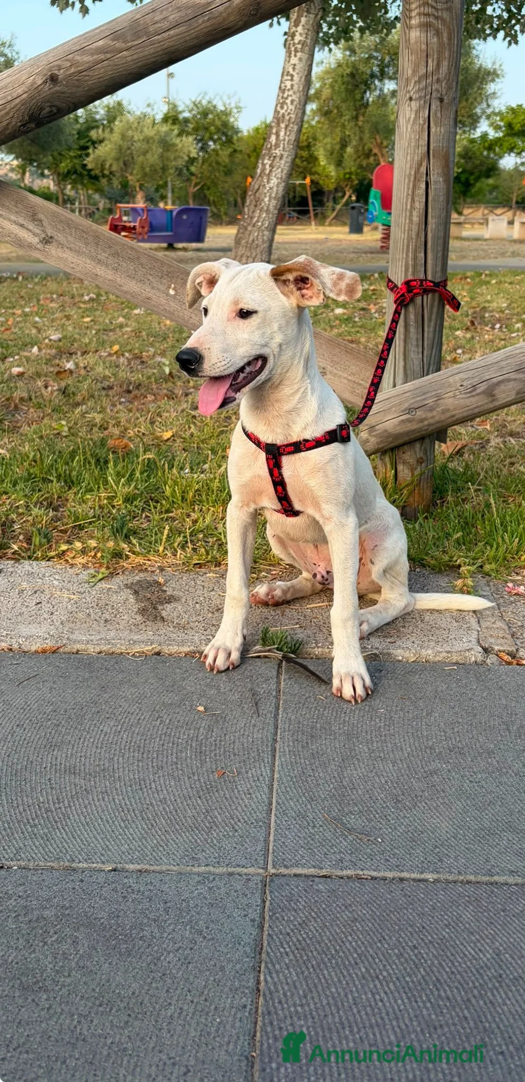 Meticcio cani in regalo: Max 4mesi e 1/2 tg media salvato 2mesi fa.SICILIA - Annuncio 1