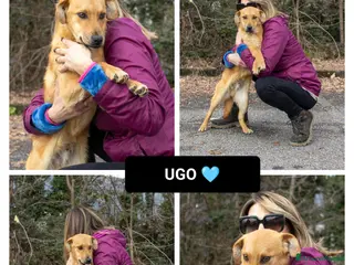 Altre razze cani ugo 6 mesi - Annuncio 14