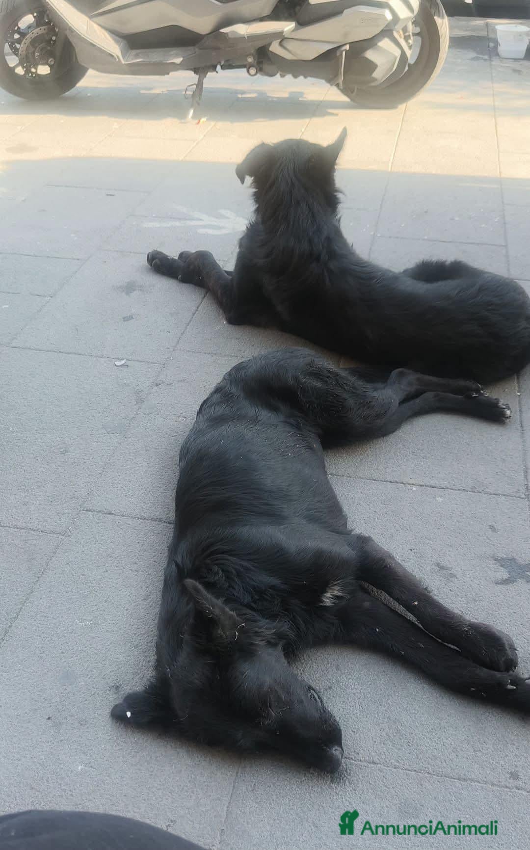 Meticcio cani GEPPY E PATTY - Annuncio 11