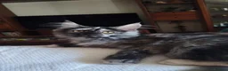Maine Coon gatti in vendita: Cuccioli di Maine Coon  - Annuncio 4