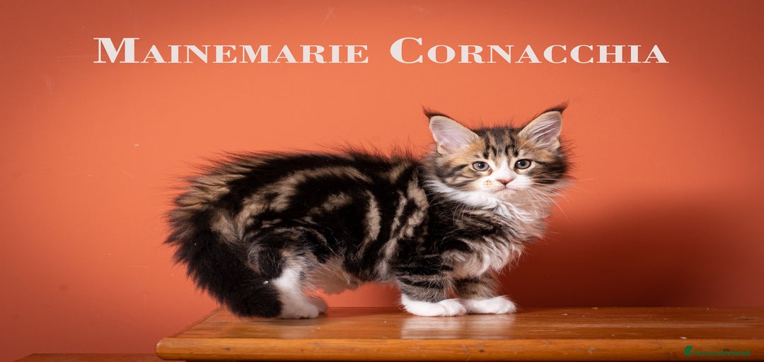 Immagine della galleria {{count}}