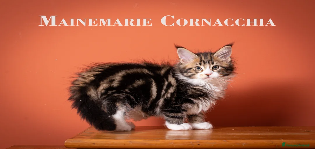 Immagine della galleria {{count}}