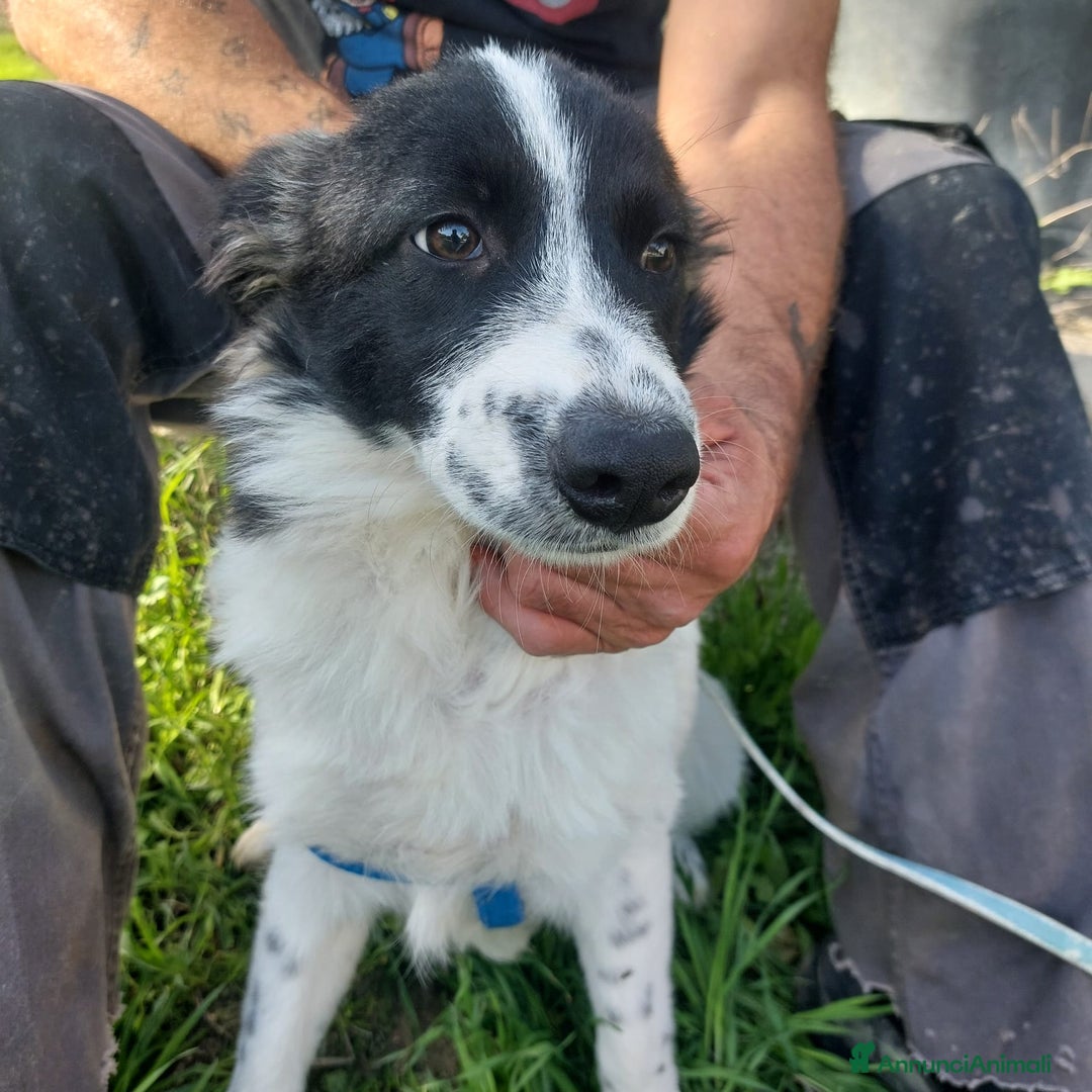 Meticcio cani in regalo: Moka  - Annuncio 3