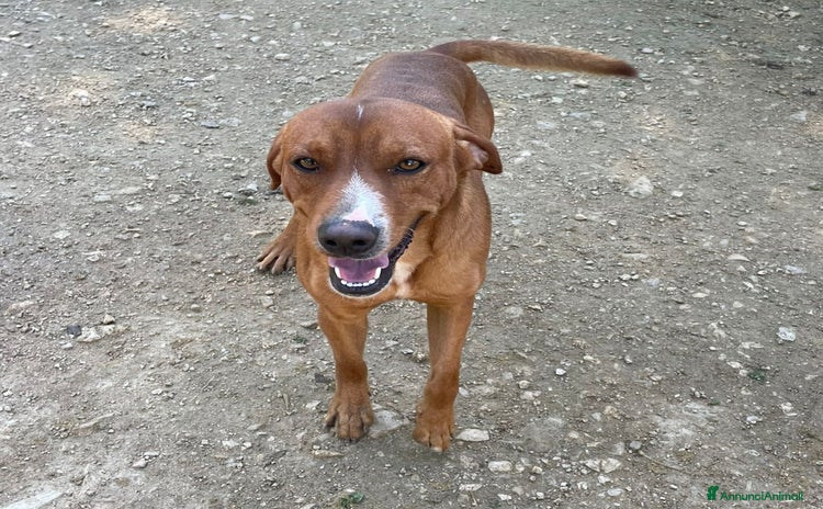 Meticcio cani - Annuncio 17