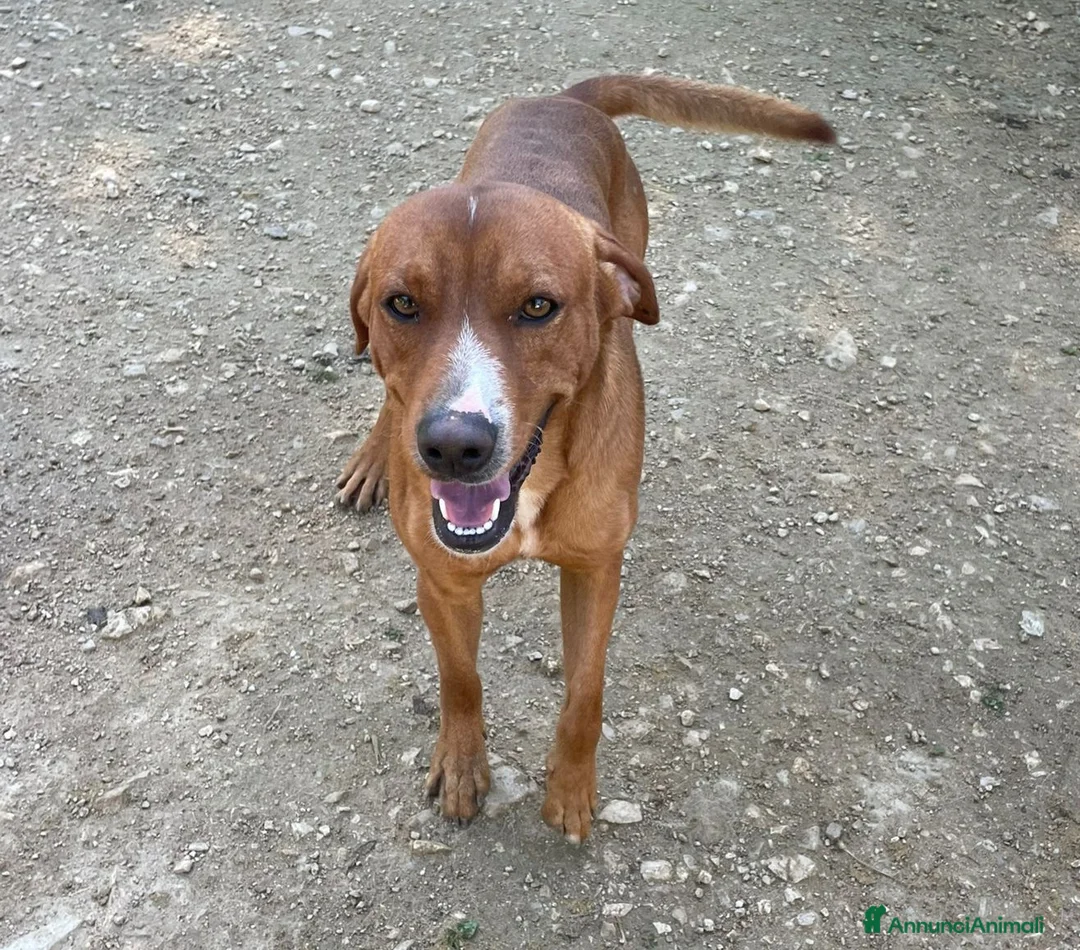 Meticcio cani in regalo: SOS SOS SOS CORFU' - Annuncio 1