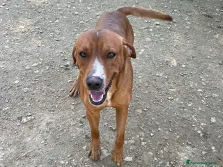 Meticcio cani SOS SOS SOS CORFU' - Annuncio 11
