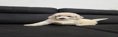 Barbone 6