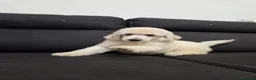 Barbone cani in vendita: Cuccioli di Barbone Grande Mole  - Annuncio 9