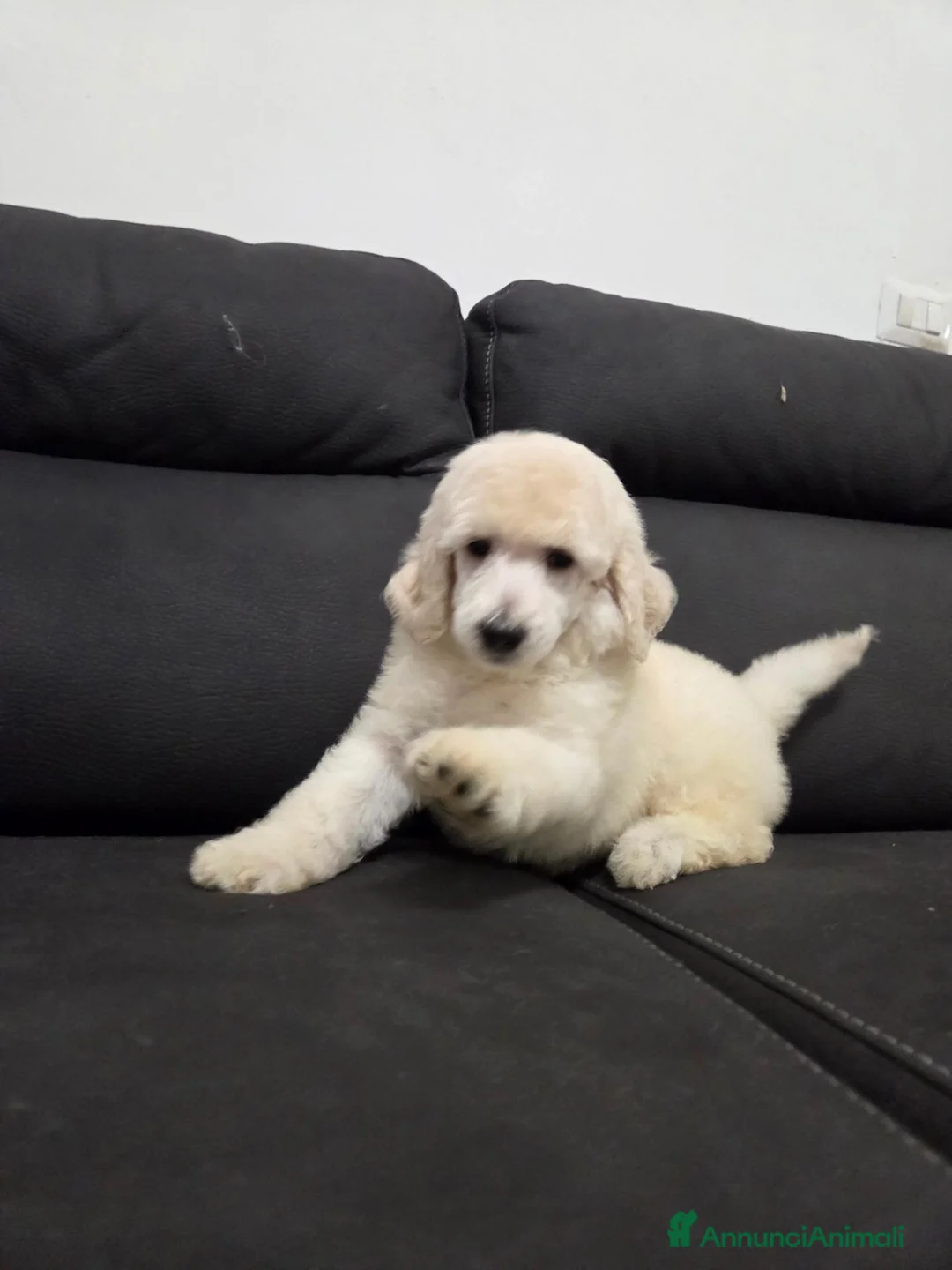 Barbone cani in vendita: Cuccioli di Barbone Grande Mole  - Annuncio 9