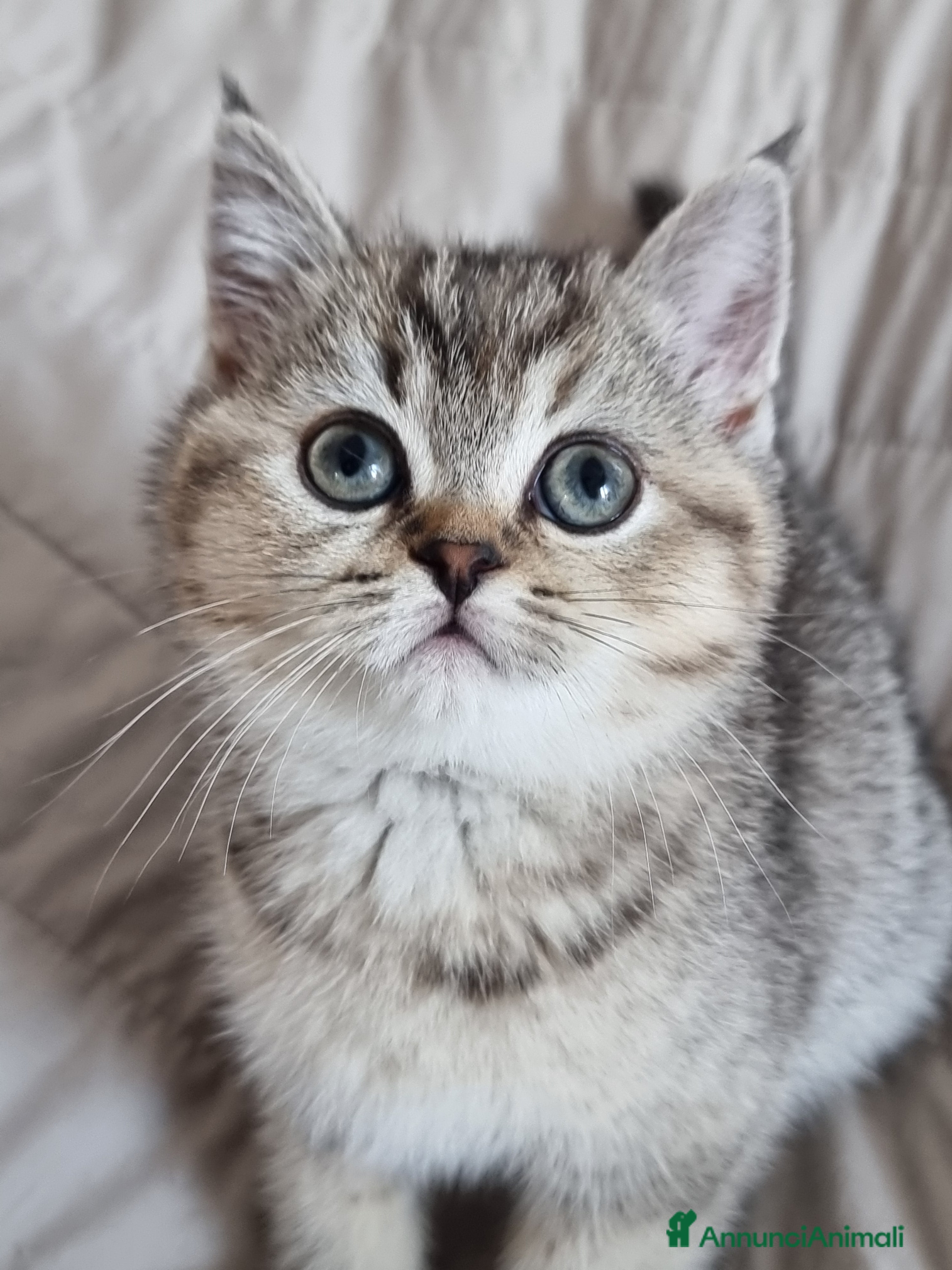 Scottish gatti Scottish Straight  - Annuncio 9