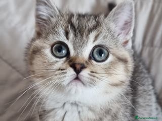 Scottish gatti Scottish Straight - Annuncio 6