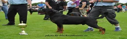 Rottweiler cani in vendita: Disponibili cuccioli Rottweiler  - Annuncio 14