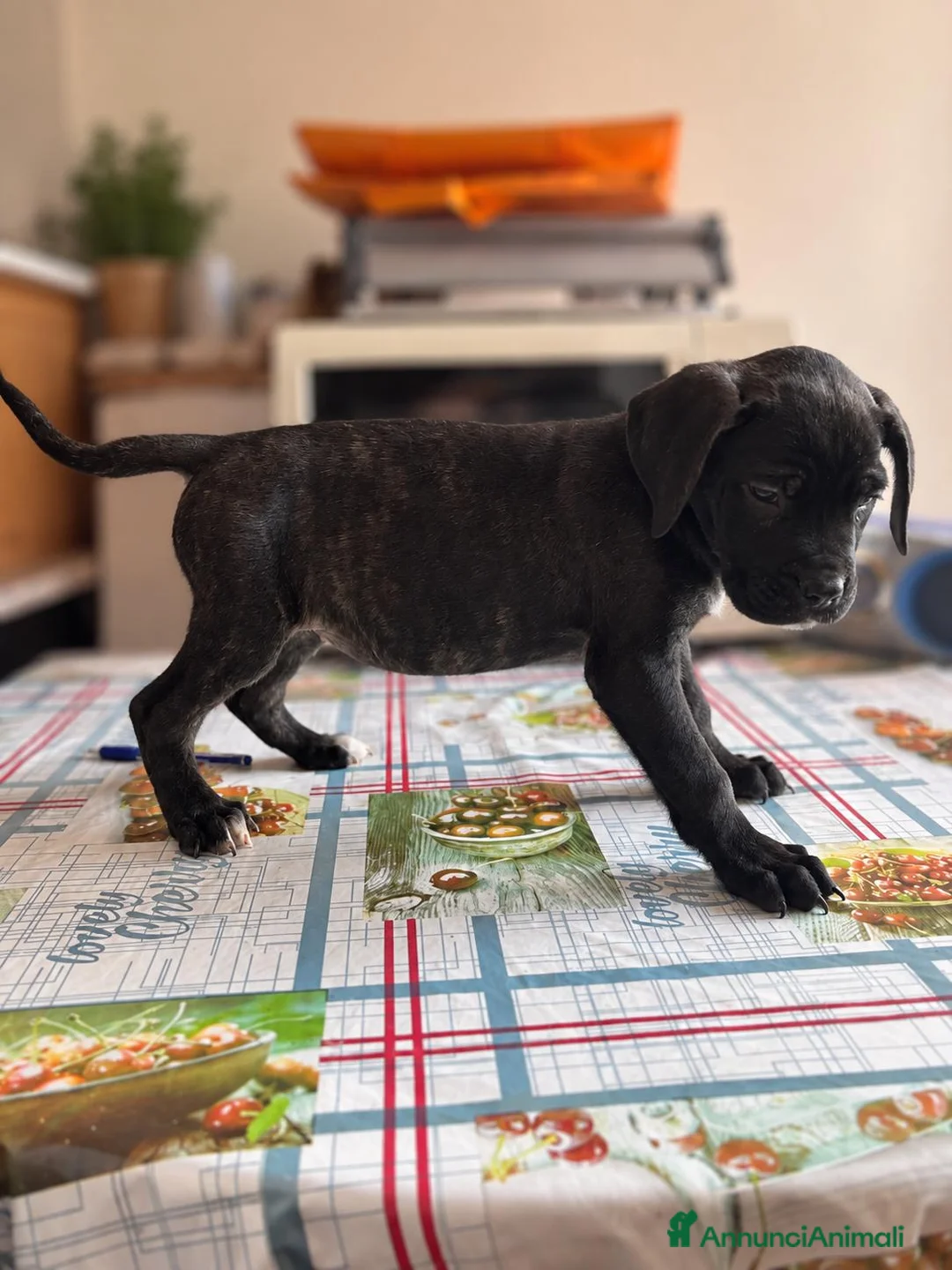 Cane Corso cani in vendita: Cucciola corso femmina a Città Metropolitana di Torino - Annuncio 4