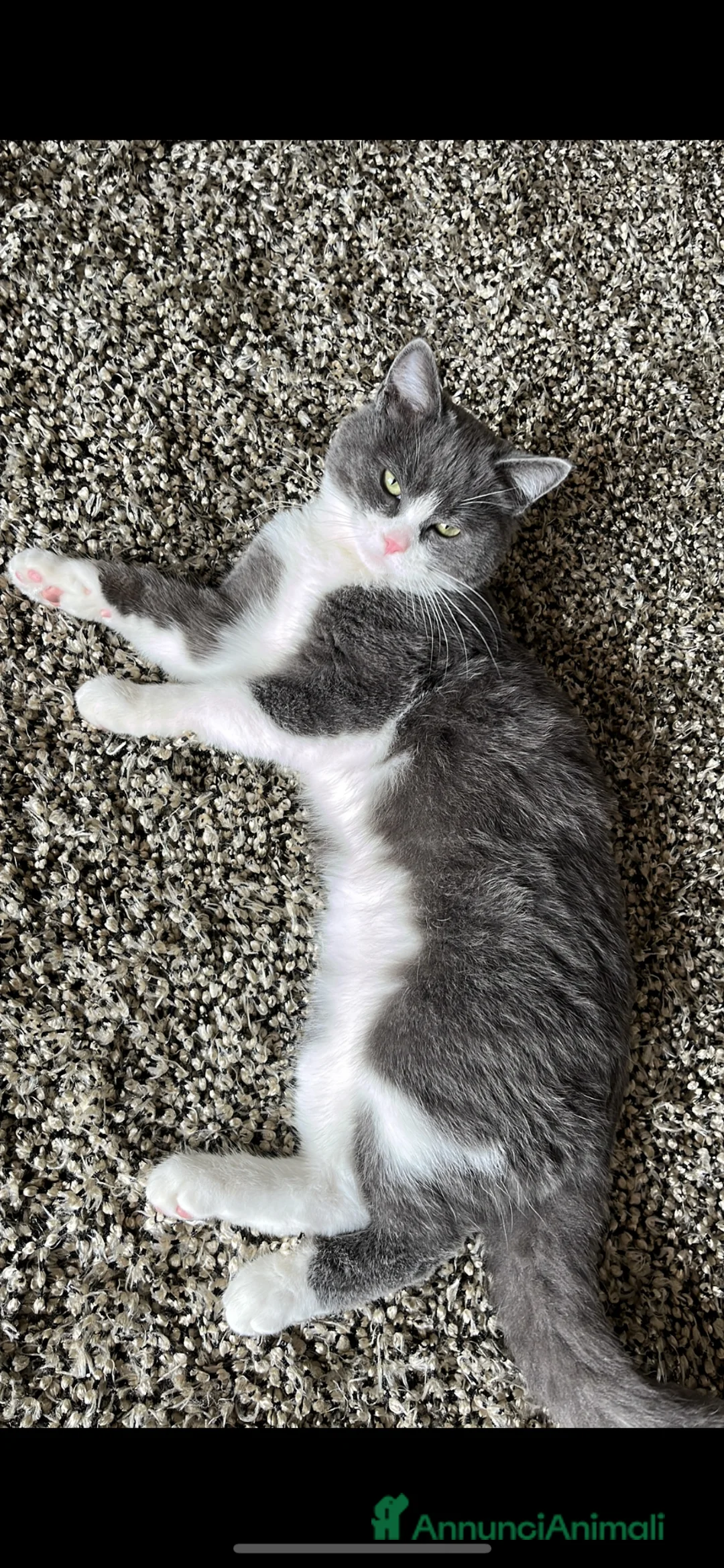 Altre razze gatti per accoppiamento: Simba e’ in cerca di una gatta - Annuncio 2