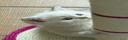 Scottish gatti in vendita: Gattino schottish bianco con occhi azzurri - Annuncio 13