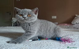 British gatti in vendita: Disponibile cucciolo maschio e femmina blu - Immagine 7