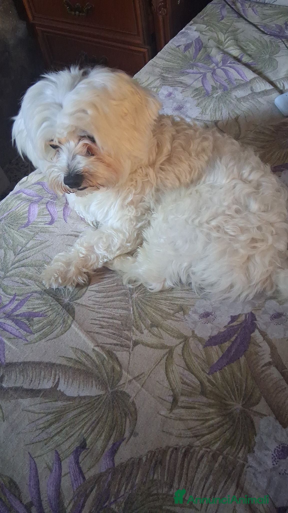 Maltese cani Maltesi  - Annuncio 3