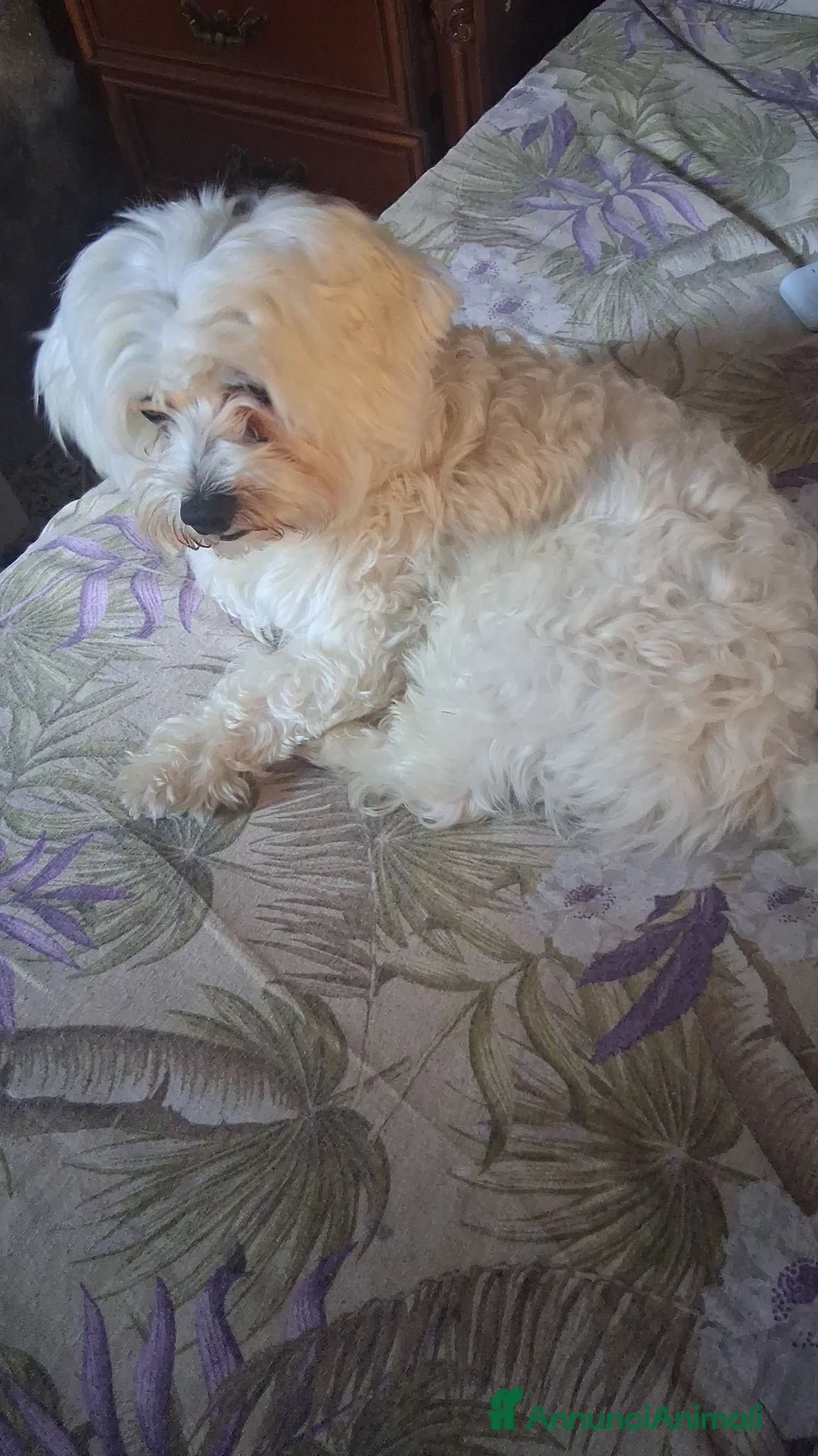 Maltese cani in vendita: Maltesi  a Città metropolitana di Milano - Annuncio 1