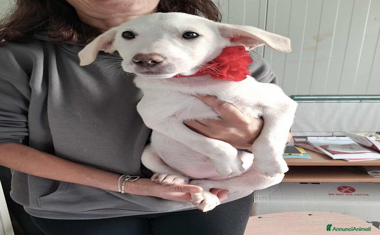 Meticcio cani - Annuncio 19