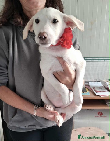 Meticcio cani - Annuncio 19