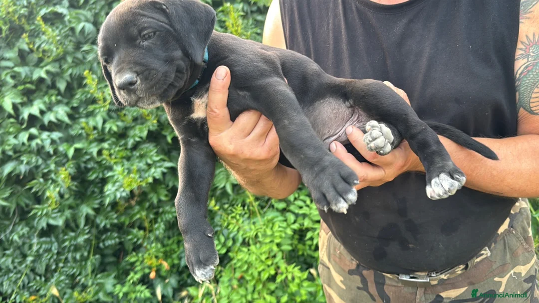 Cane Corso cani in vendita: Cuccioli di Cane Corso manto nero - Annuncio 2
