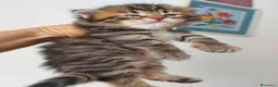 Siberiano gatti in vendita: Cuccioli di gatto Siberiano Certificati  - Annuncio 6