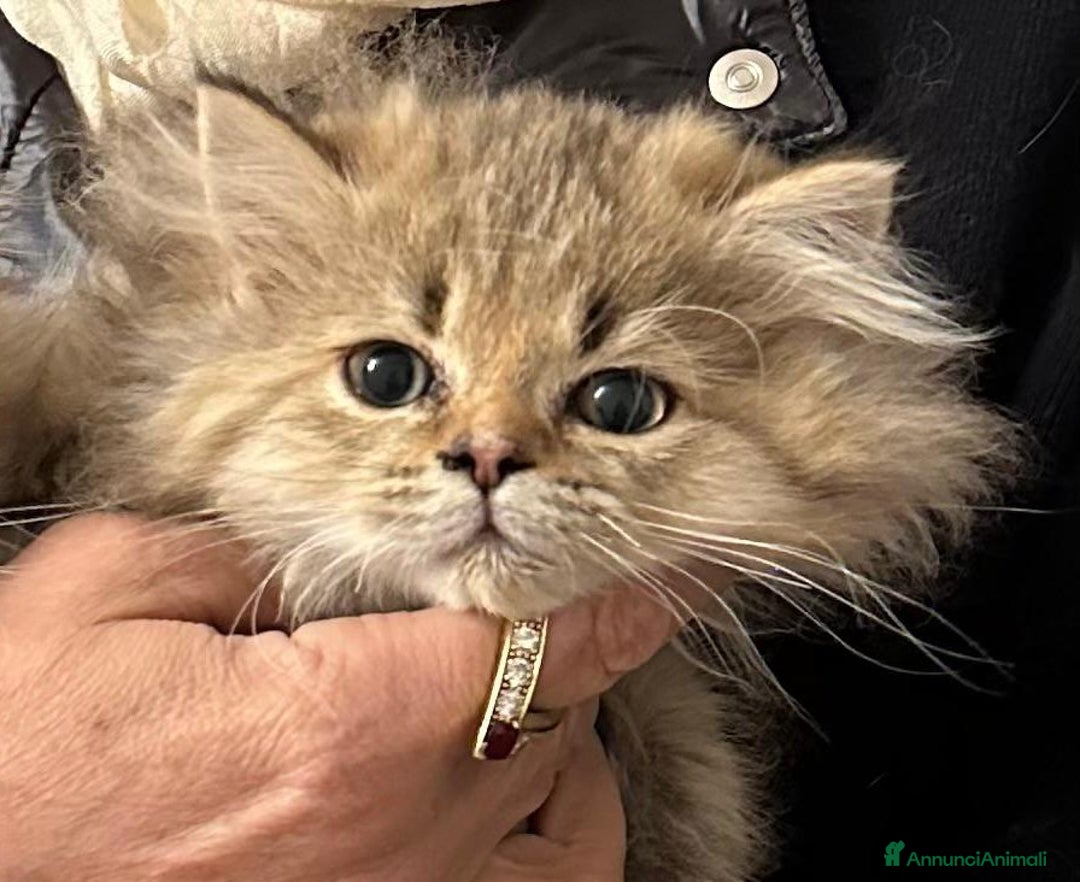 Persiano gatti in vendita: Gattini persiani normotipo  - Annuncio 15