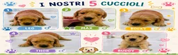 Golden Retriever cani in vendita: cuccioli golden retriver a Provincia di Reggio Emilia - Annuncio 5
