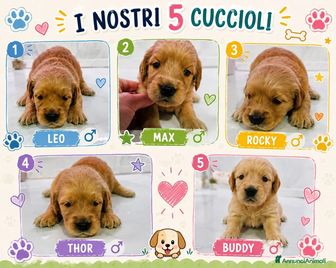 Golden Retriever cani in vendita: cuccioli golden retriver a Provincia di Reggio Emilia - Annuncio 5