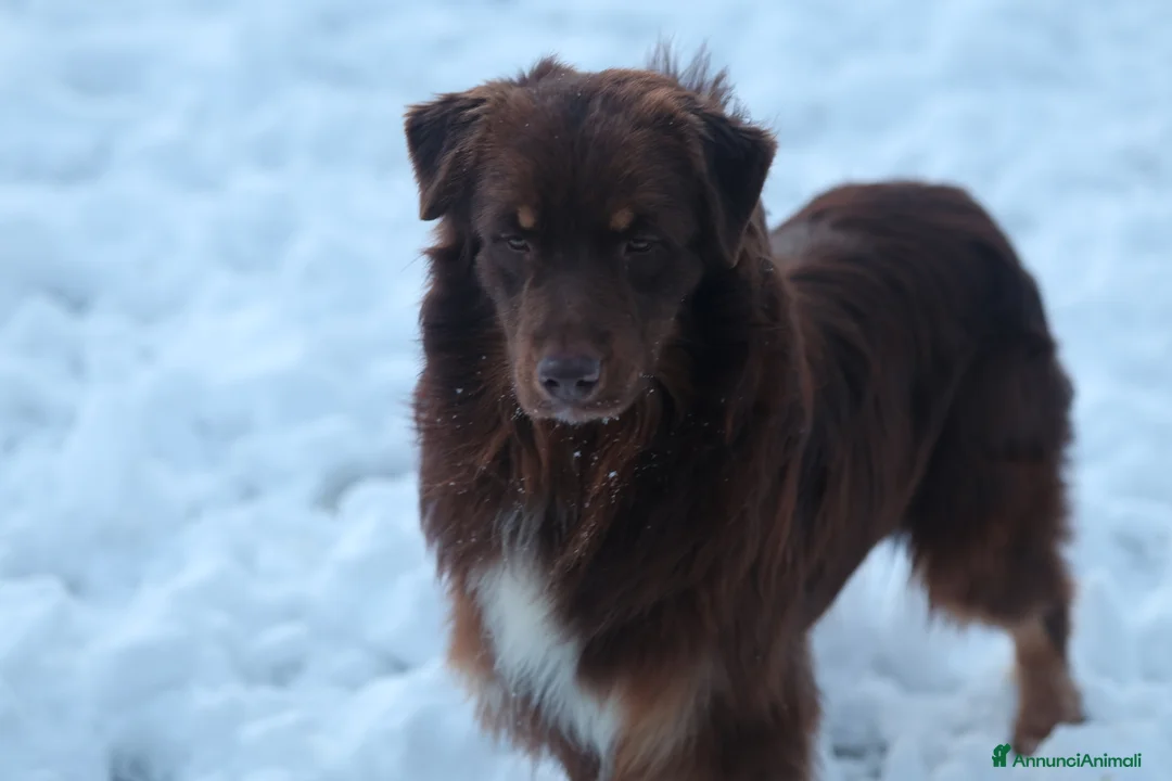 Australian Shepherd cani in vendita: Maschio di pastore australiano  - Annuncio 1