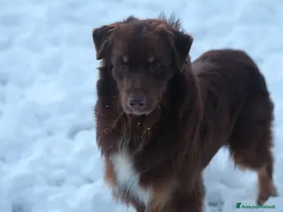 Australian Shepherd cani Maschio di pastore australiano - Annuncio 8