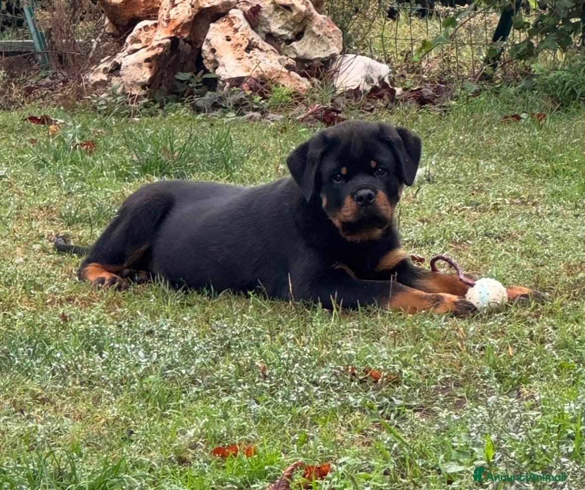 Rottweiler cani Maschione linea serba disponibile subito  - Annuncio 2