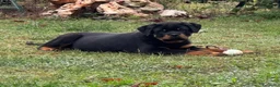 Rottweiler cani in vendita: Maschione linea serba disponibile subito  - Annuncio 1