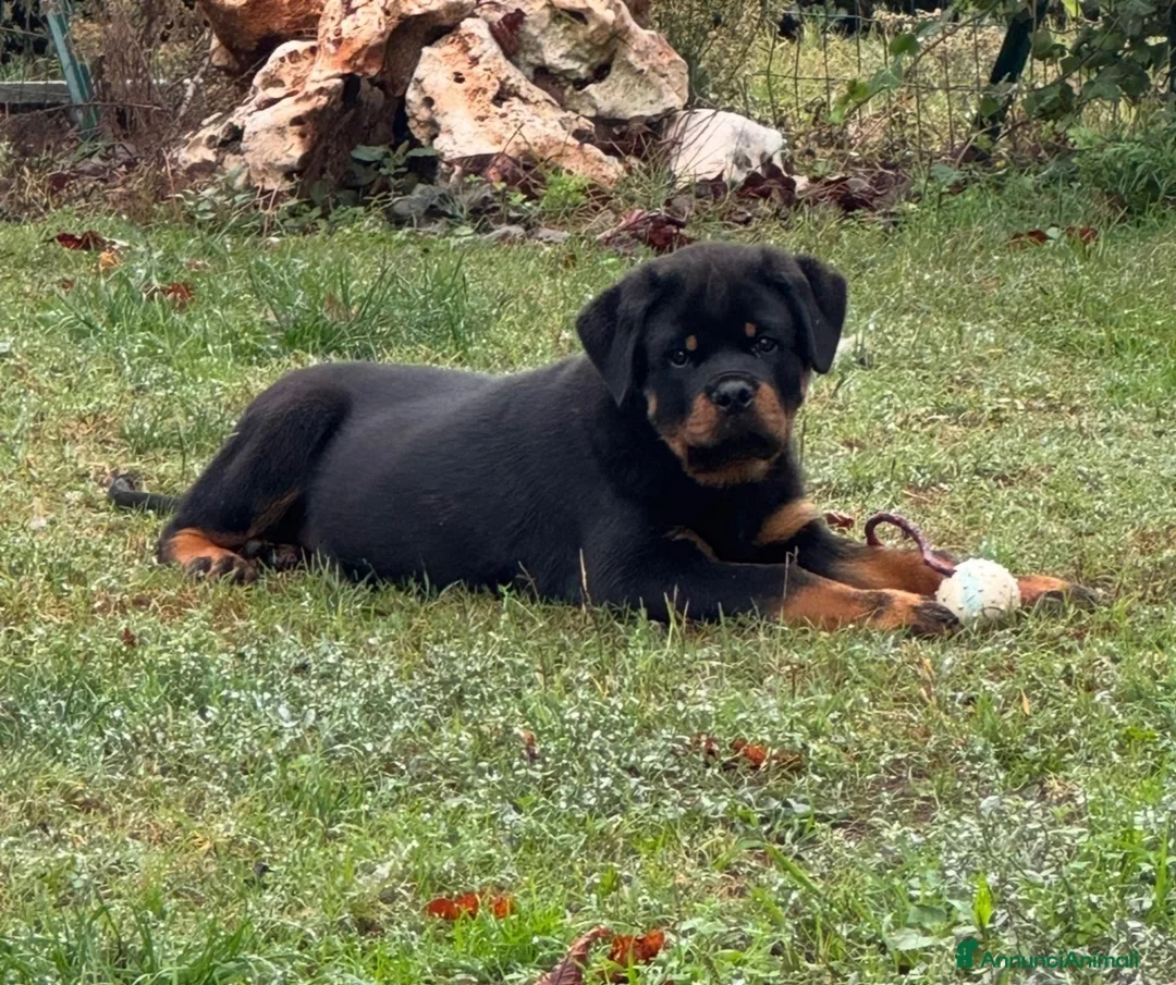 Rottweiler cani in vendita: Maschione linea serba disponibile subito  - Annuncio 1