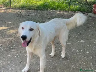 Meticcio cani SOS SOS SOS MI ADOTTI? - Annuncio 42