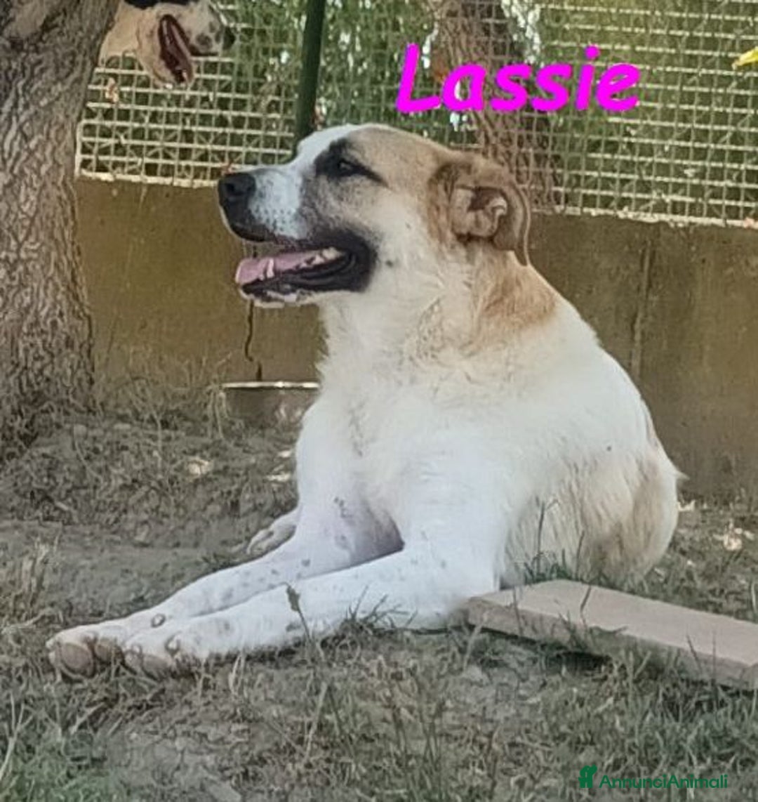 Meticcio cani in regalo: LASSIE giovane,buona,socievole ! - Annuncio 5