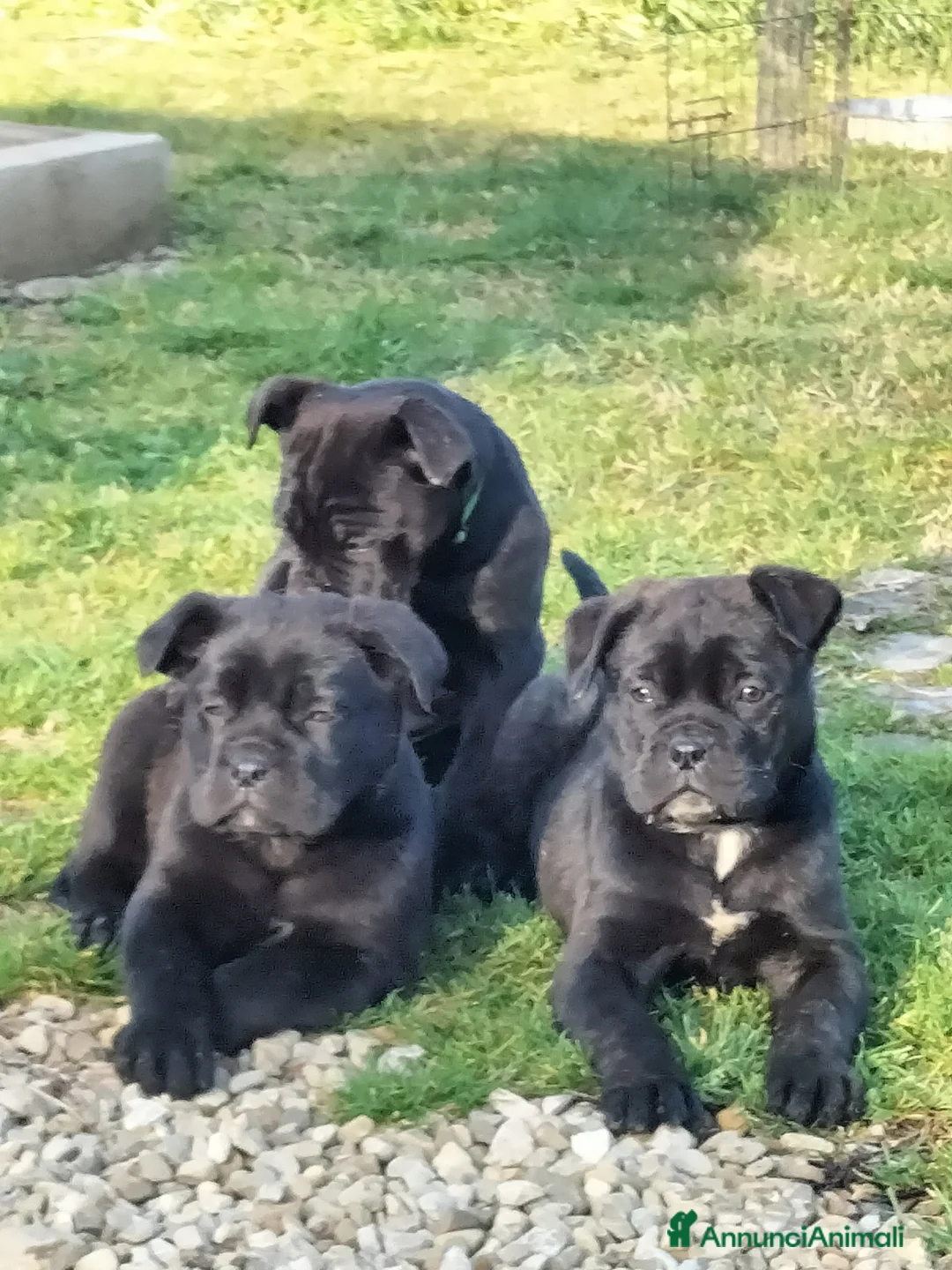 Cane Corso cani in vendita: Cucciole cane corso  - Annuncio 1
